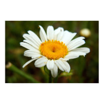 Wild Daisy posters