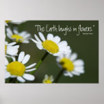 Wild Daisy Print