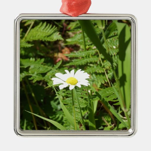 Wild Daisy with Ferns Christmas Ornaments