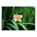 Wild Daylily cards by kchwxdr Wild Daylily cards