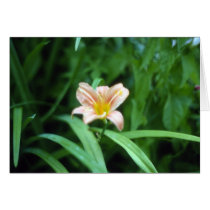 Hemerocallis selvagem cartões