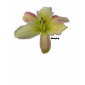 Wild Daylily t-shirts by littlewingdesign Wild Daylily t-shirts