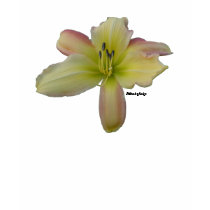 Wild Daylily t-shirts by littlewingdesign Wild Daylily t-shirts