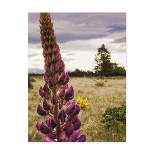 Wild deep pink Lupins @ New Zealand Postcard postcard