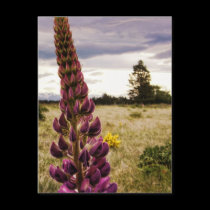 Wild deep pink Lupins @ New Zealand Postcard postcards