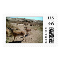 Wild Deer postage