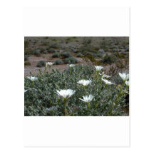 Wild Desert Flowers and Sagebrush Postcards