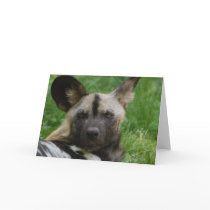 Wild Dog Greeting Card