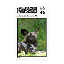 Wild Dog Postage Stamp