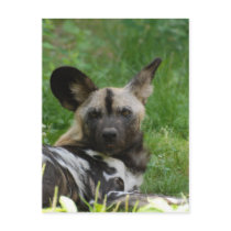 Wild Dog Postcard