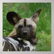 Wild Dog Poster