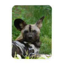 Wild Dog  Premium Magnet