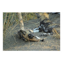 Wild Dog Puppy 7 Photograph