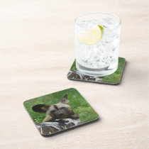 Wild Dog  Set of Coasters