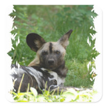 Wild Dog Sticker