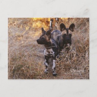 Wild Dogs Postcard postcard