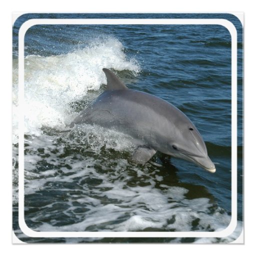 Wild Dolphin Invitation
