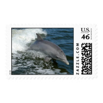 Wild Dolphin Postage Stamp