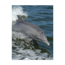 Wild Dolphin Postcard