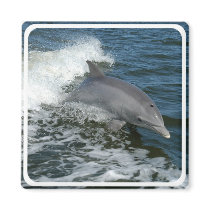 Wild Dolphin Square Magnet