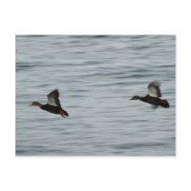 Wild ducks postcards by alinphoto Wild ducks postcards
