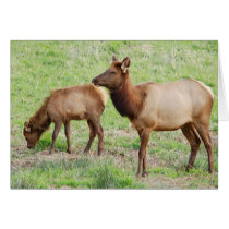 Wild Elk Family Card by farmer77 Wild Elk Family Card