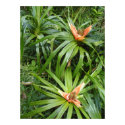 Wild, Exotic, Hawaiian Flowers posters by joeyartist Wild, Exotic, Hawaiian Flowers posters