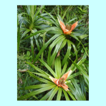 Wild, Exotic, Hawaiian Flowers posters by joeyartist Wild, Exotic, Hawaiian Flowers posters