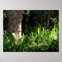 Wild Ferns and Ginger Poster