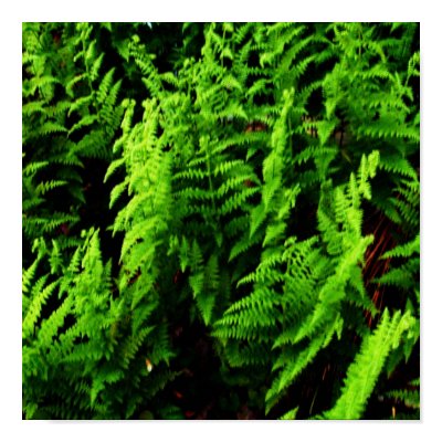 Wild Ferns Poster by pammys