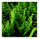 Wild Ferns Poster posters