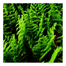 Wild Ferns Poster posters by pammys Wild Ferns Poster posters
