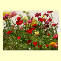 Wild field cards