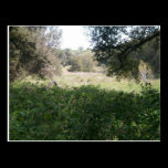 Wild Field postcards