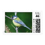 Wild Finch Postage