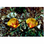Wild flax