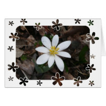 wild flower cards