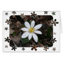 wild flower cards