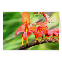 Wild flower cards