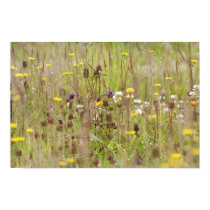 Wild flower fields posters
