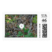 wild flower postage