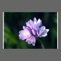Wild Flower posters