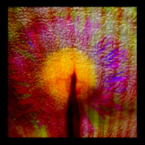 Wild Flower posters