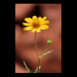 Wild Flower Print posters