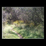 Wild Flower Trail Postcard postcards