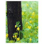 Wild flowers and tree, Sherbrooke, Quebec, Canada flyers