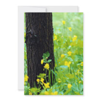 Wild flowers and tree, Sherbrooke, Quebec, Canada Announcements
