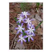 Wild Flowers card