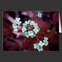 Wild Flowers cards