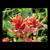 Wild Flowers I posters
